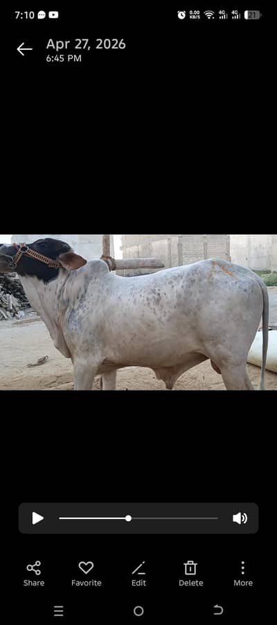 Bull for sale