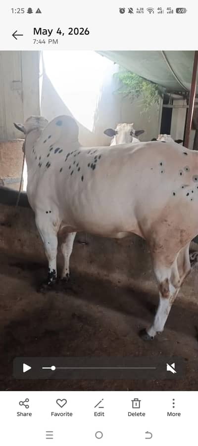 fateh jehngi Qurbani janwar For sale