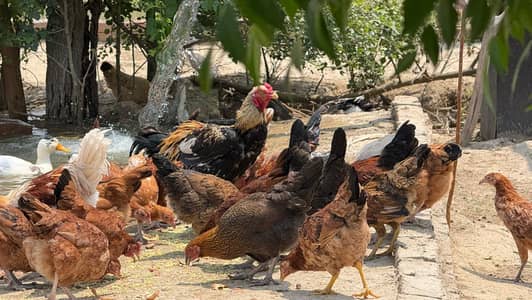 Golden Misri | گولڈن مصری | Desi chicks | Egg laying hen