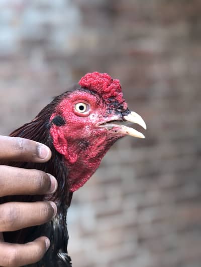 Aseel hen for sale