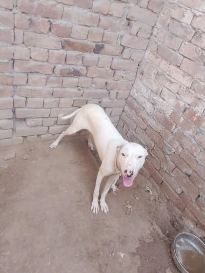 kohati gultari Female pink nose for sale