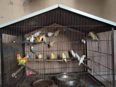 All Birds for sale