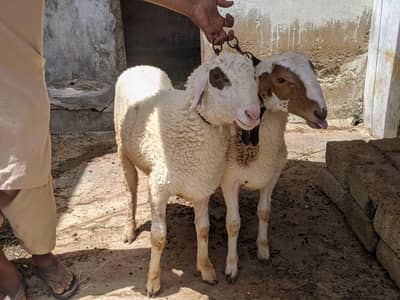 2 Male Bheer (Bakre) for Sale – 7 Month, Healthy & Strong