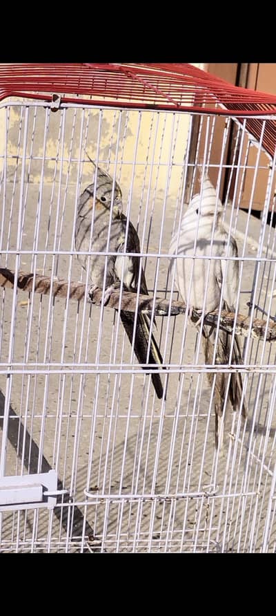 cocktail breeding pair