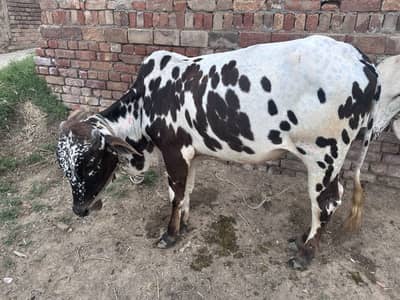 Qurbani Bulls for Sale
