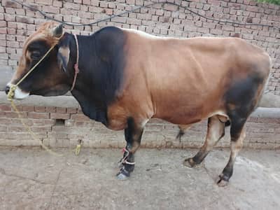 desi cow gahr ki pali ha 2 saal ki male