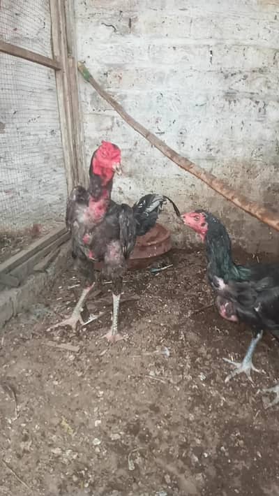 Thai chicks