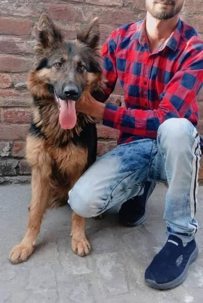 German Shepherd female  blood line high quality urgent for sale