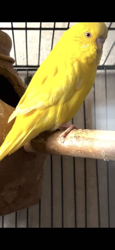 King crust Budgie for sale breeder pair