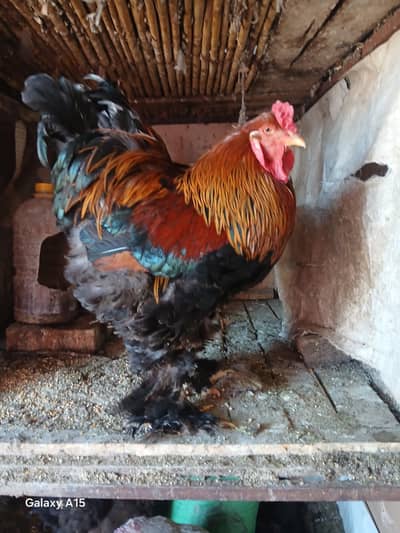 PATRIDGE BRAHMA