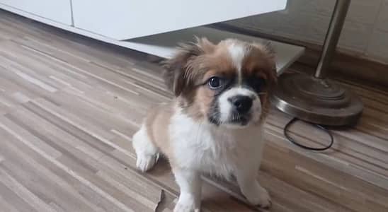 Shihtzu Puppy / Shihtzu female / Female Puppy/ Shih tzu |shitzu