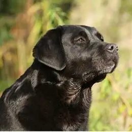 Labrador female — photo 2