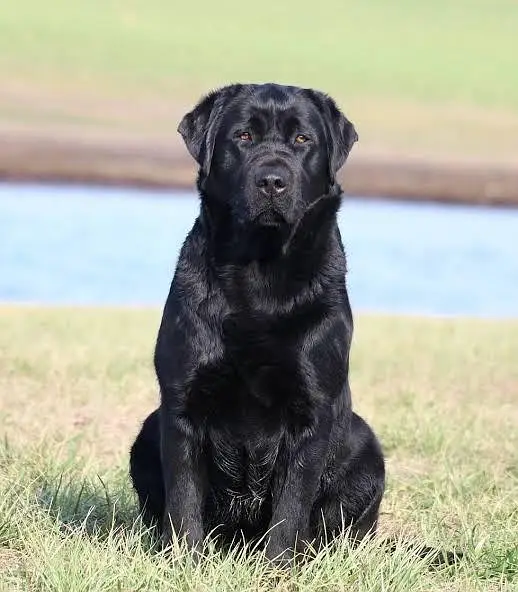 Labrador female — photo 3