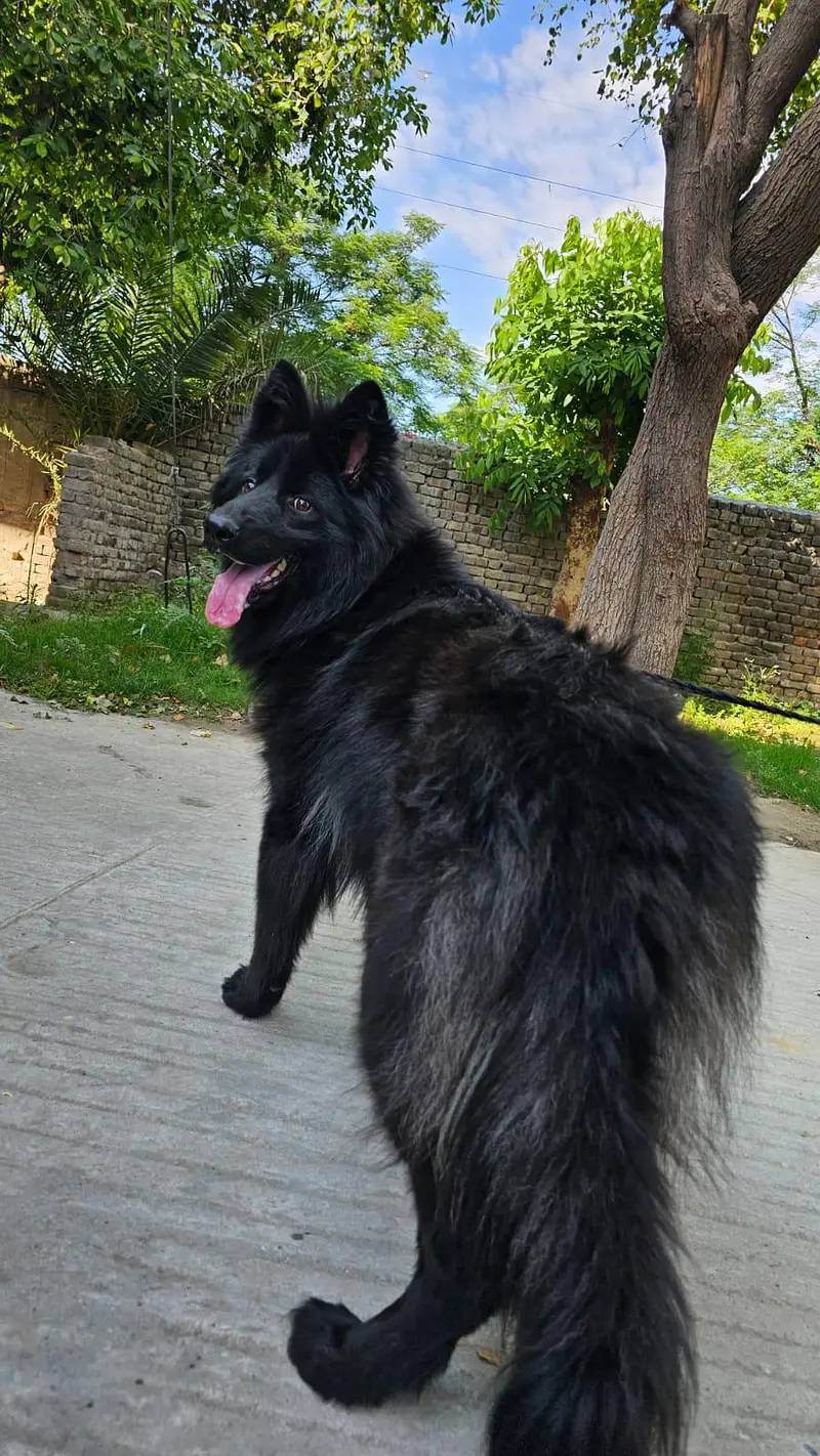 full black and long coat — photo 3
