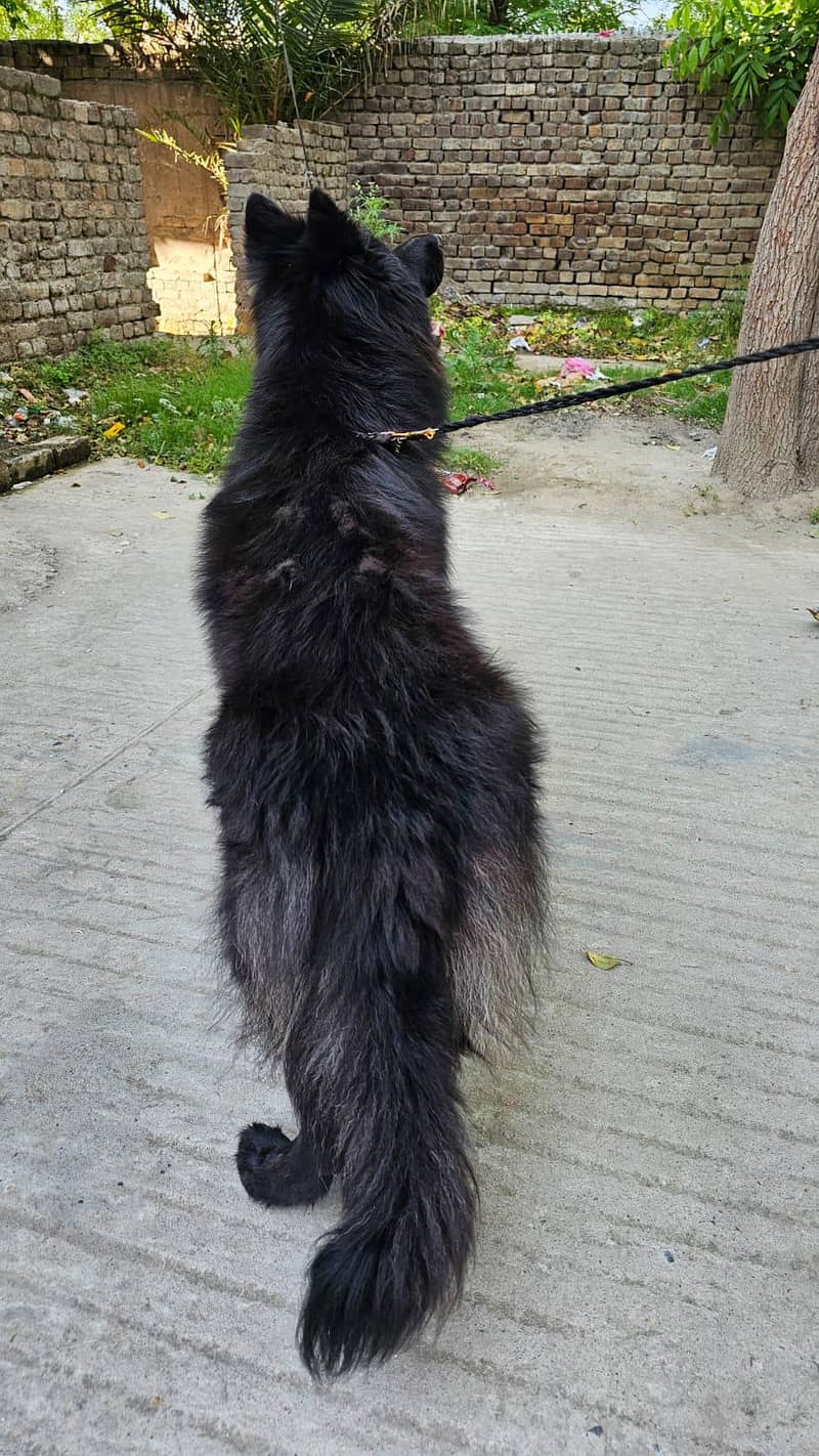 long coat 4