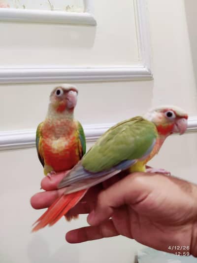 Green cheek and pineapple conure available handtame
