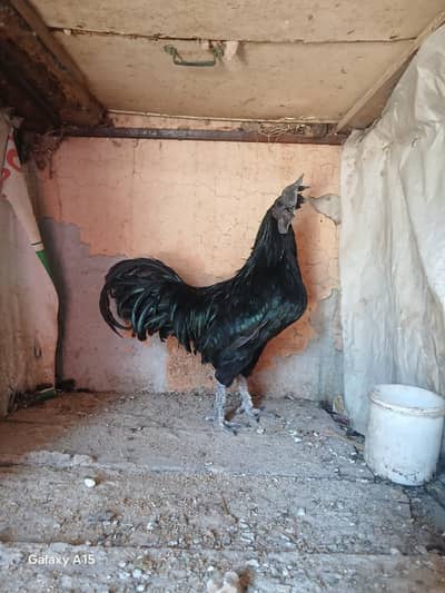 AYAM CEMANI