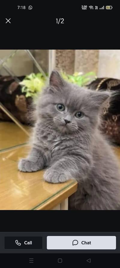 Kittens for sale