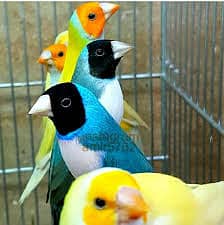 goldian finch sell