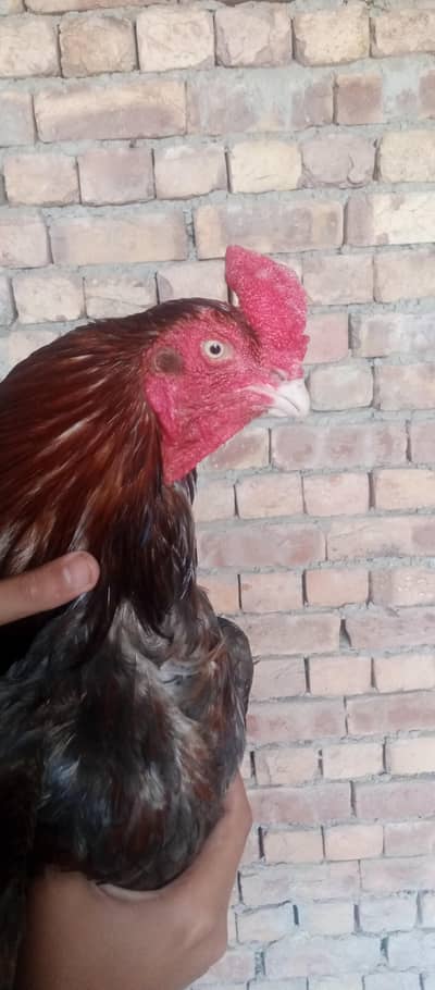 Aseel murga