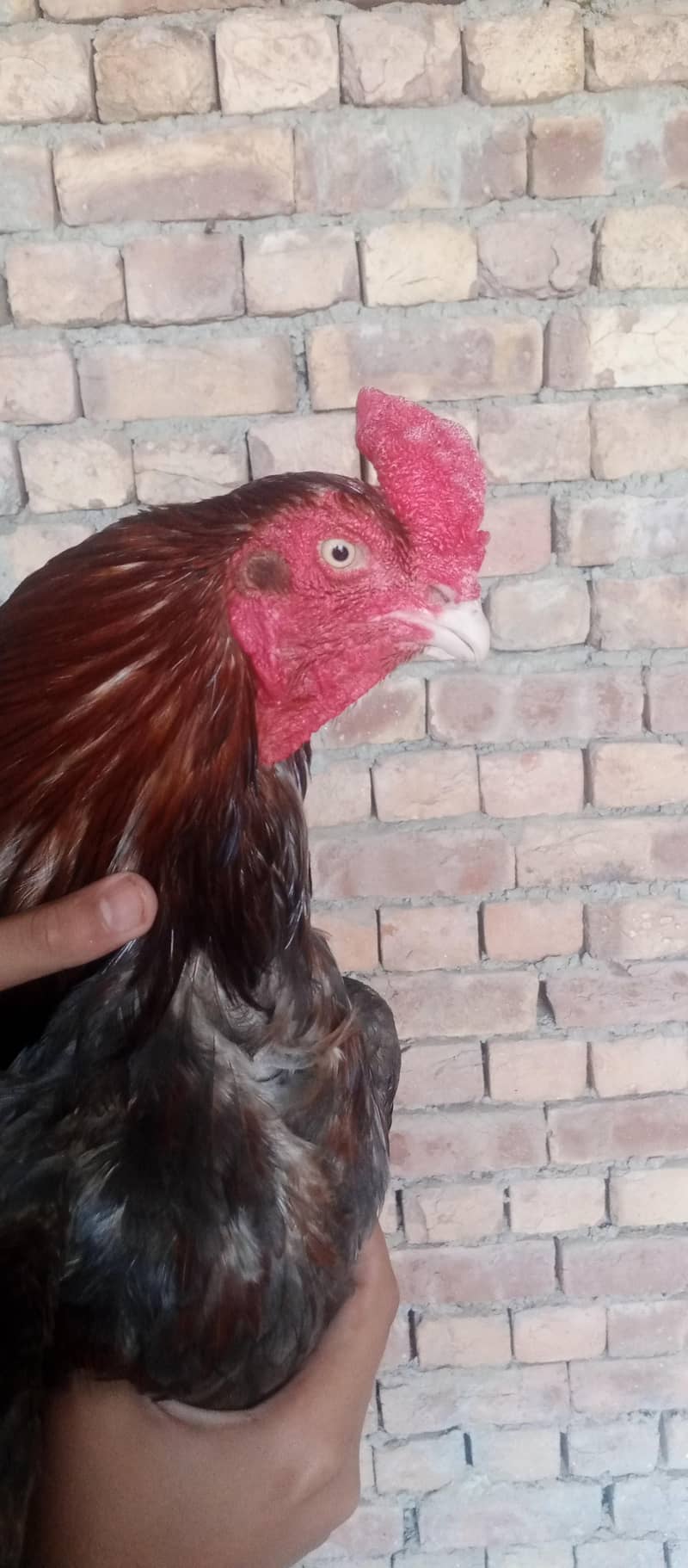 Aseel murga 0