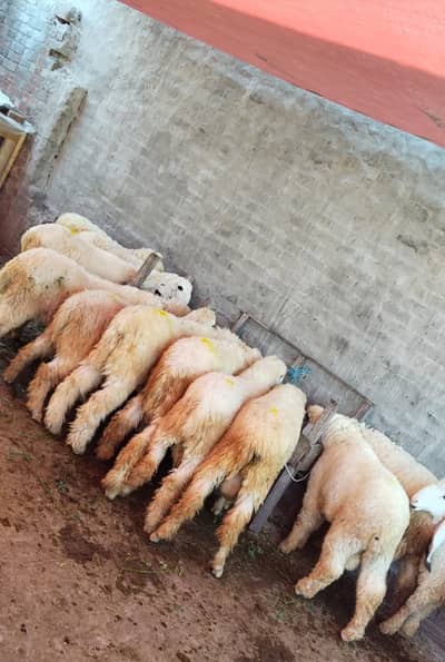 sheep | chtra | kjla chtra | Bkra | Qurbani sheep | chtra For Sale