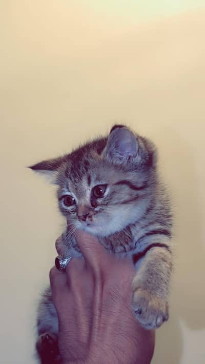 Persian Cat Available for Caring Home
