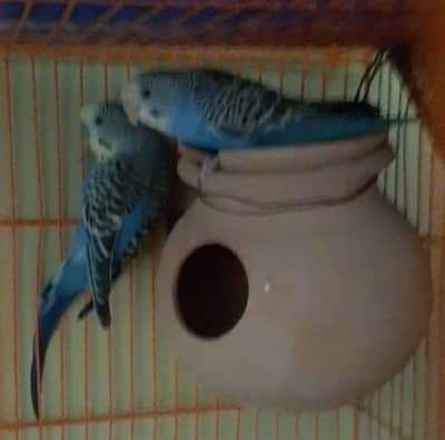 Budgie Pair For Sale