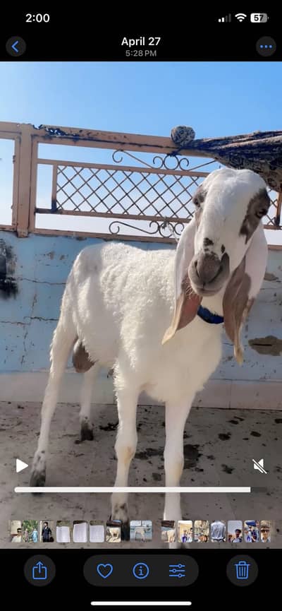 Duno dombe hai larkana