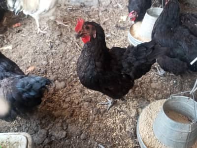 Lohman brown/ Black- Desi Aseel cross kurk breed