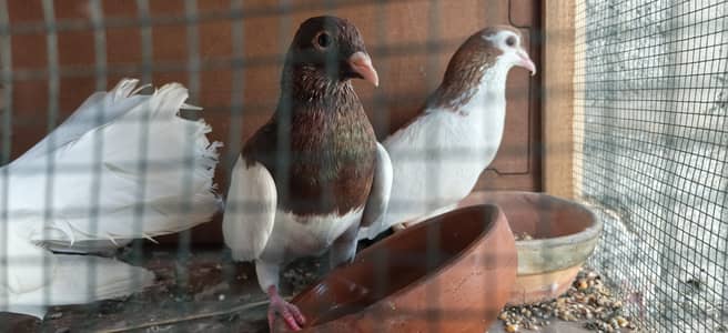 4 Pigeons for sale
