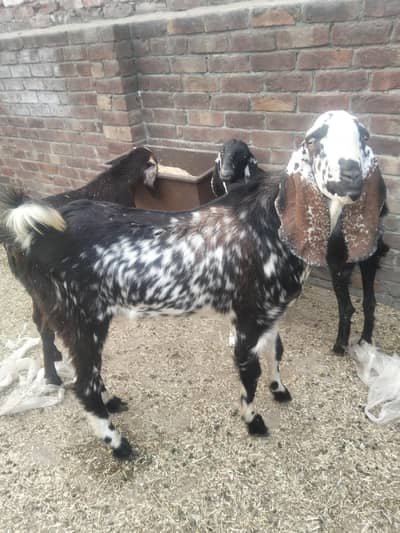 kala cheeni andal 4dant bakra