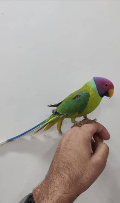 plum head full tame full freindly price final 10k girja Road
