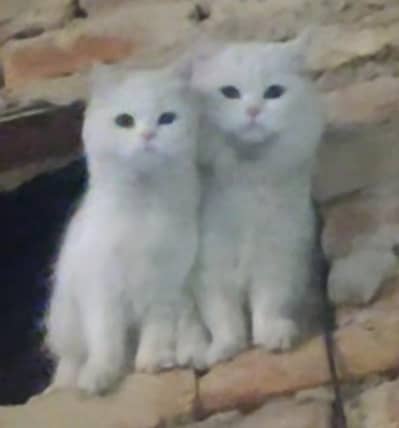 urgent sell bilkul friendly Hein ghr ma rakhne wali Hein