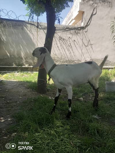 Beetal bakri for sale