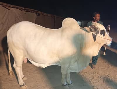 Safed nukhra fresh 4 daant for sale