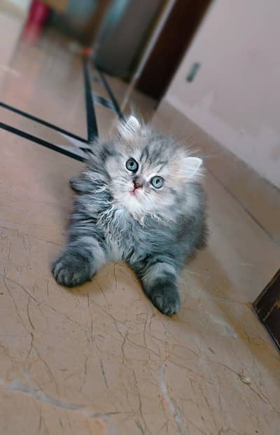 Triple coated Persian cat