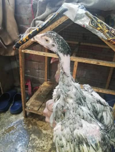 aseel chicks for sale