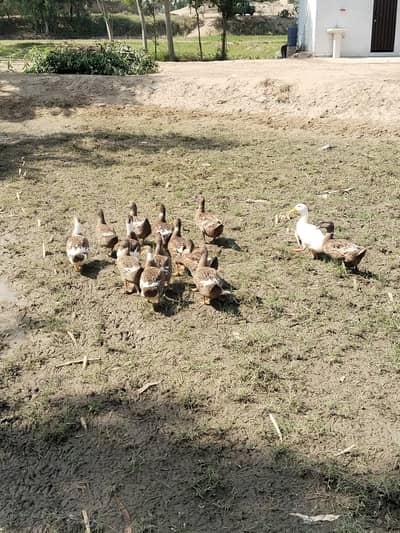 Ducks for sale