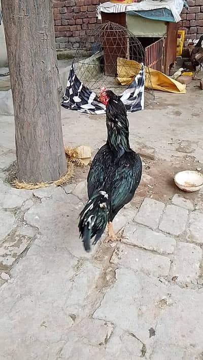 aseel for sale