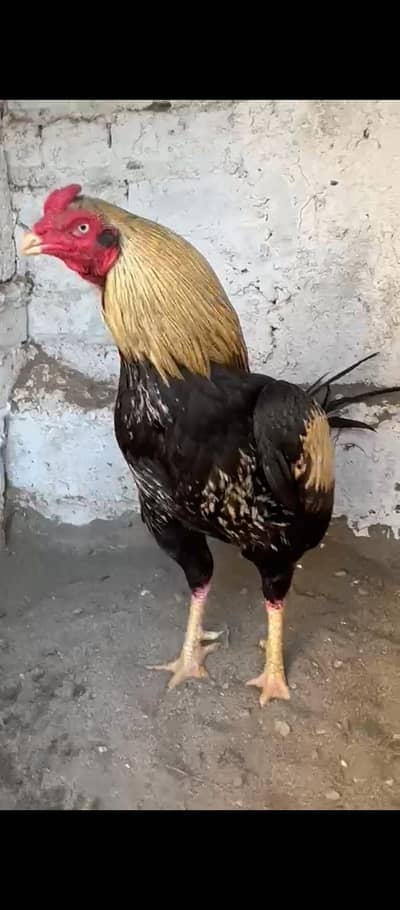 2 aseel  high quality murgay  for sale. . 9500. . . . . //2. /. 9000