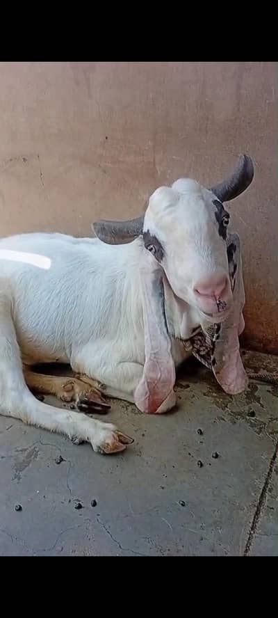 bakra bakri qurbani ky 2 bachy palny ky