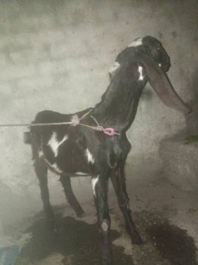 beetal bakri for sale