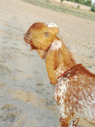 BAKRA