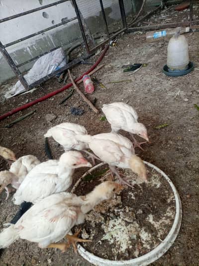top class heera aseel pathy and 3 white madi for sale