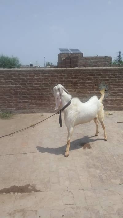 rajnpure bakra