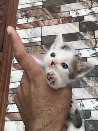 Cat / kitten / Persian kittens