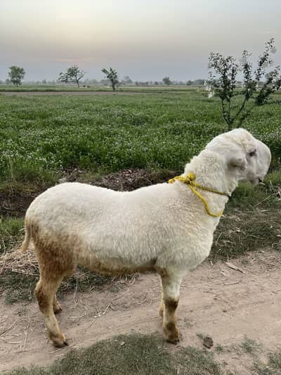 Bakra eid 2026