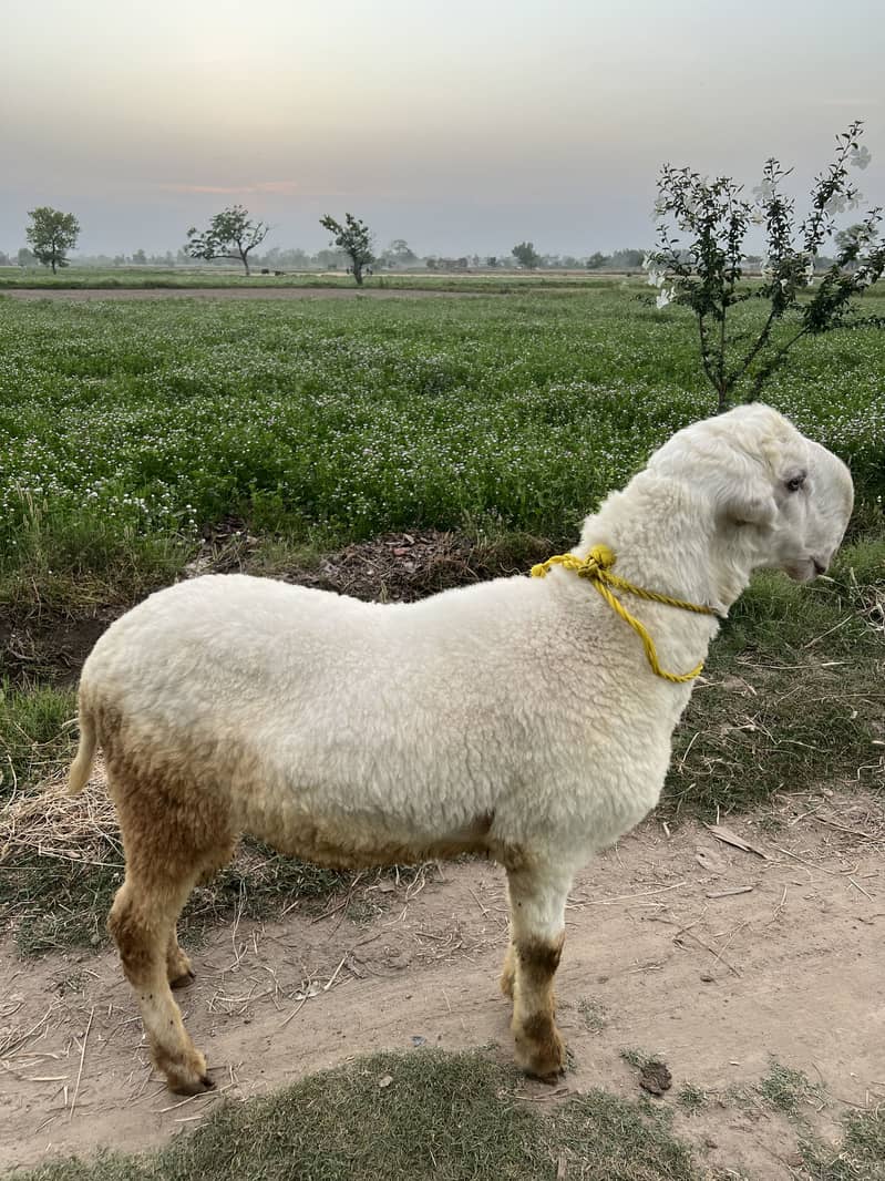 Bakra eid 2026 0