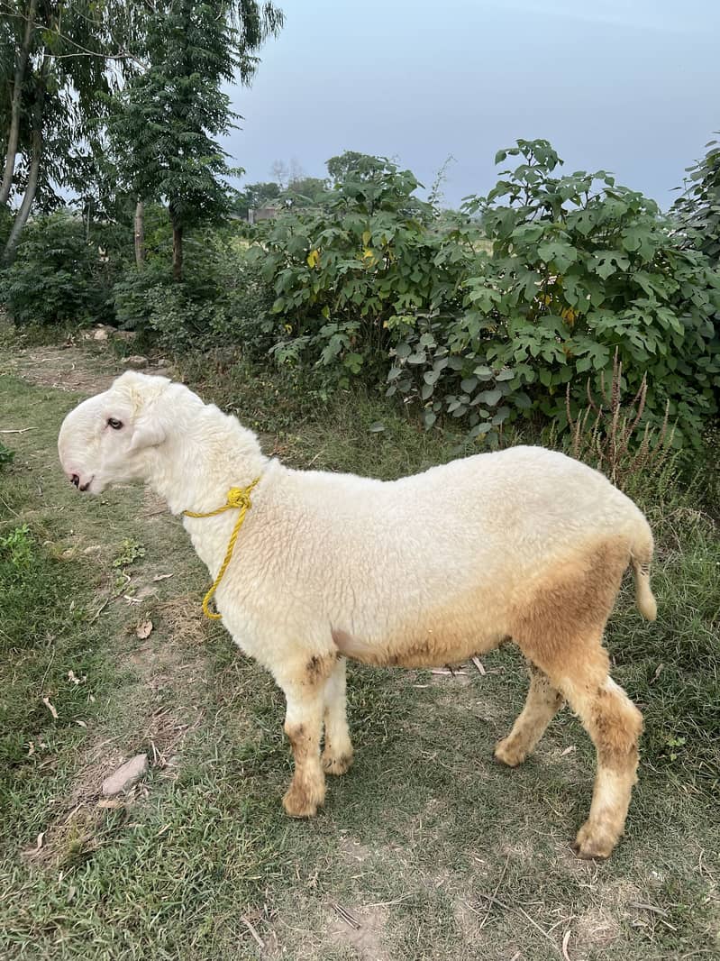 Bakra eid 2026 1